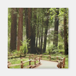 Muir Woods Path I Naturfotografie Magnet