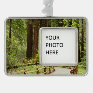 Muir Woods Path I Naturfotografie Rahmen-Ornament Silber