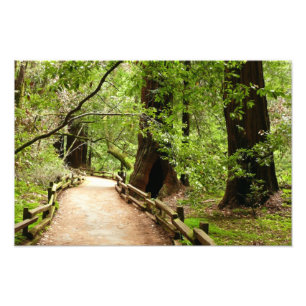 Muir Woods Path II Naturfotografie Fotodruck