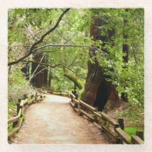 Muir Woods Path II Naturfotografie Glasuntersetzer