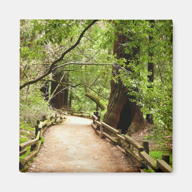 Muir Woods Path II Naturfotografie Magnet (Vorne)