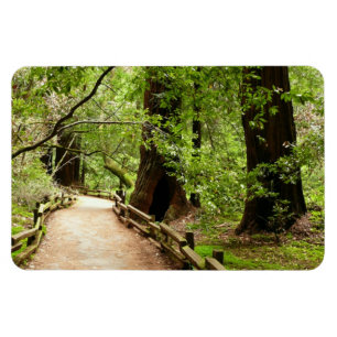 Muir Woods Path II Naturfotografie Magnet