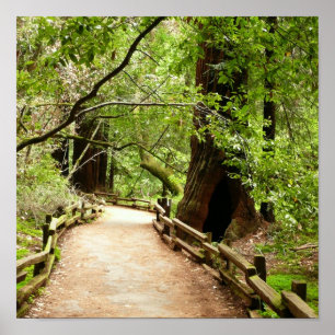 Muir Woods Path II Naturfotografie Poster