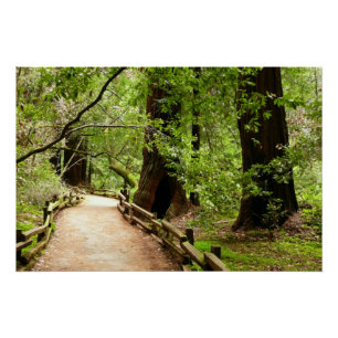 Muir Woods Path II Naturfotografie Poster