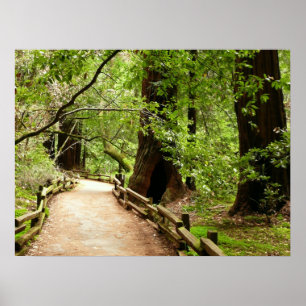 Muir Woods Path II Naturfotografie Poster
