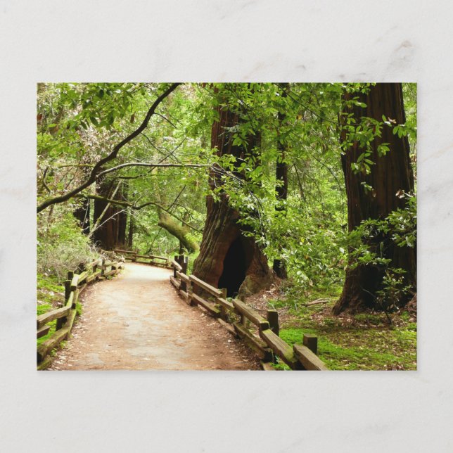 Muir Woods Path II Naturfotografie Postkarte (Vorderseite)