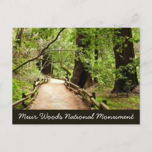Muir Woods Pfad II Naturfotografie Postkarte