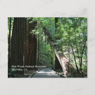 Muir Woods Post Card Postkarte