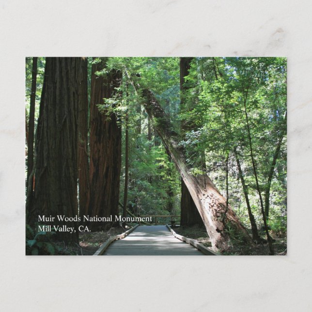Muir Woods Post Card Postkarte (Vorderseite)