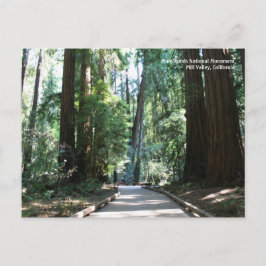 Muir Woods Post Card Postkarte