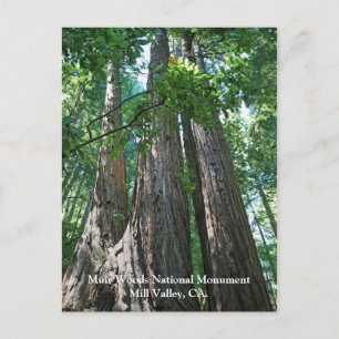 Muir Woods Post Card Postkarte