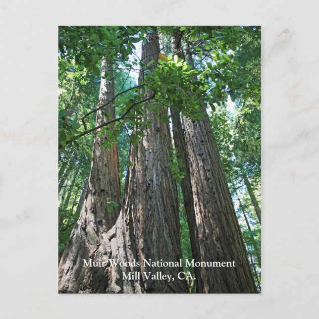 Muir Woods Post Card Postkarte (Vorderseite)