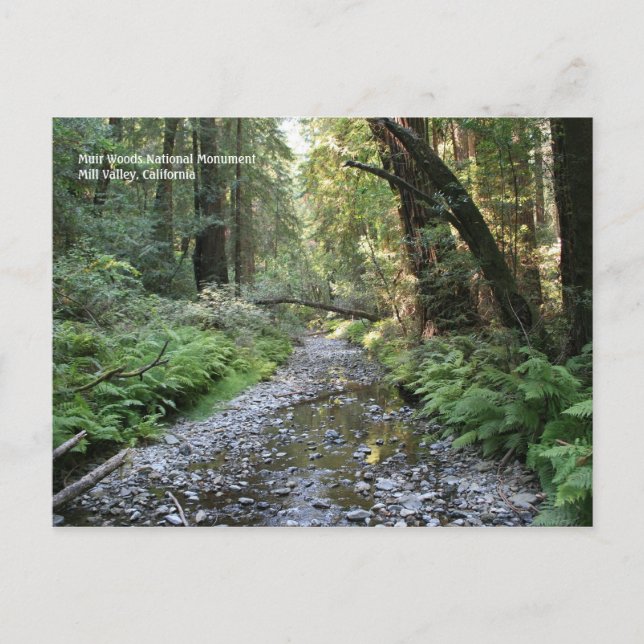 Muir Woods Post Card Postkarte (Vorderseite)