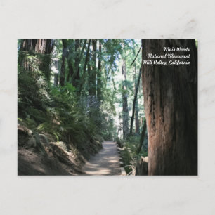 Muir Woods Post Card Postkarte