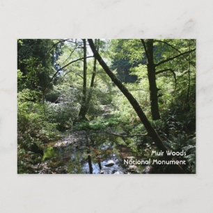 Muir Woods, Postcard Postkarte