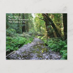 Muir Woods Postcard Postkarte