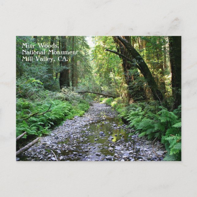 Muir Woods Postcard Postkarte (Vorderseite)