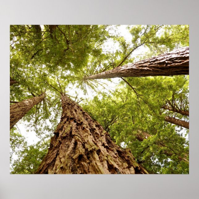 Muir Woods Poster (Vorne)