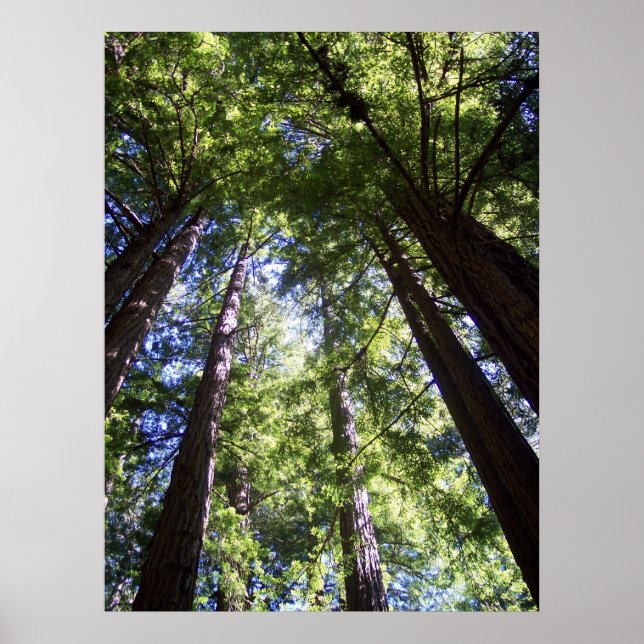 Muir Woods Poster (Vorne)