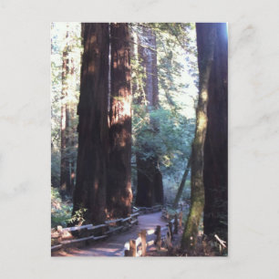 Muir Woods Postkarte
