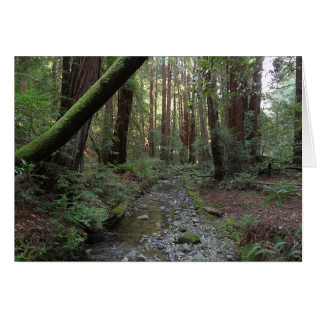 Muir Woods Stream Forest Landschaft (Vorderseite (Horizontal))