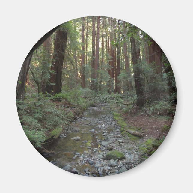 Muir Woods Stream Forest Landschaft Magnet (Vorne)