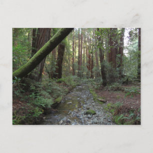 Muir Woods Stream Forest Landschaft Postkarte