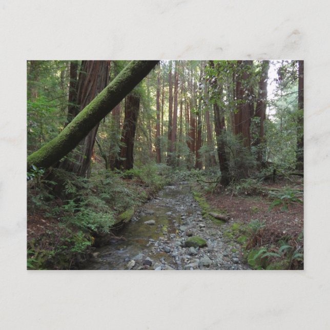 Muir Woods Stream Forest Landschaft Postkarte (Vorderseite)