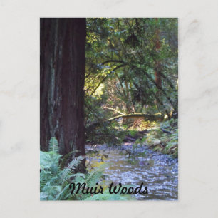 Muir Woods Stream Postkarte