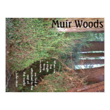 Muir Woods Trees mit Zitat