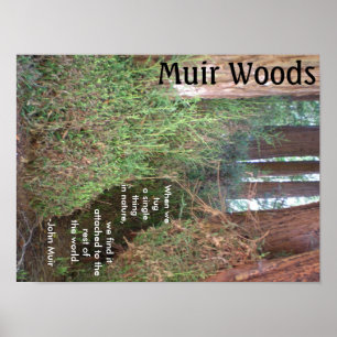 Muir Woods Trees mit Zitat Poster