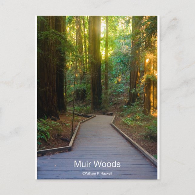 Muir Woods Walkway California Products Postkarte (Vorderseite)