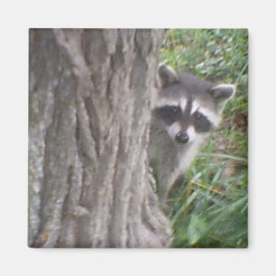 Mulberry the Raccoon Magnet