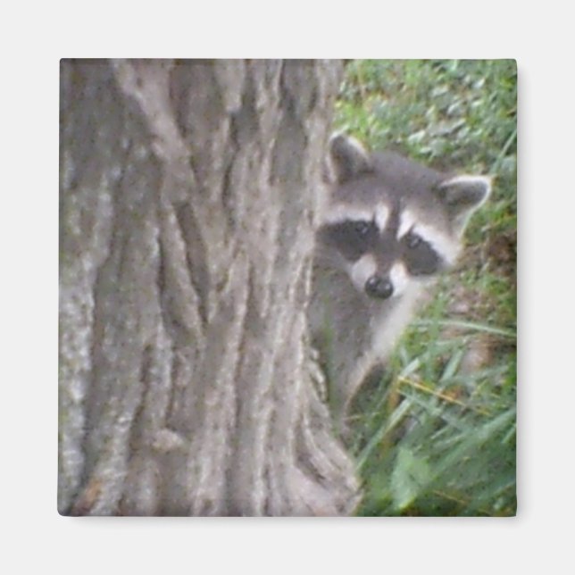 Mulberry the Raccoon Magnet (Vorne)