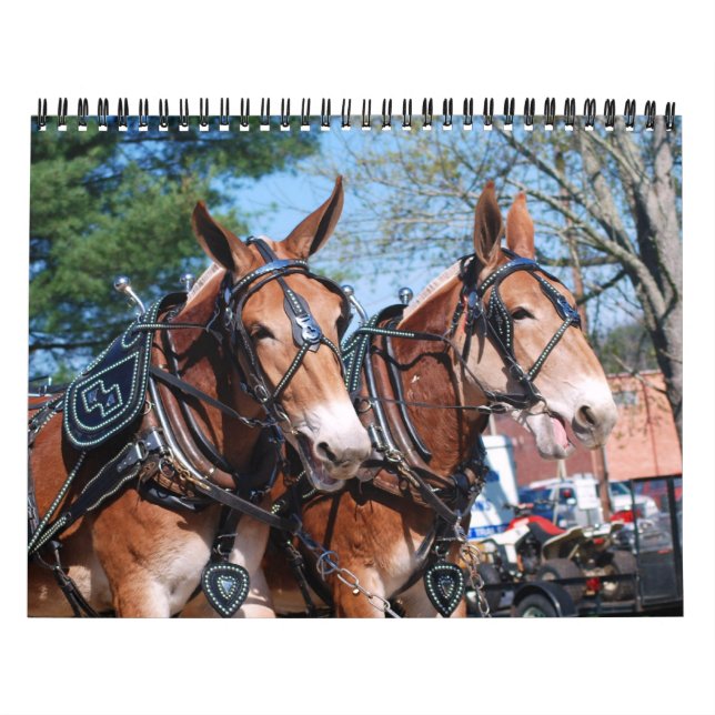 MULE DAYS KALENDER (Titelbild)