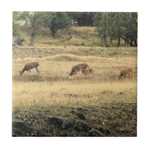Mule Dee in einem Feld Fliese