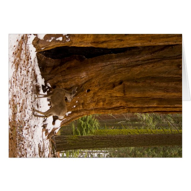 Mule Deer (Vorderseite (Horizontal))