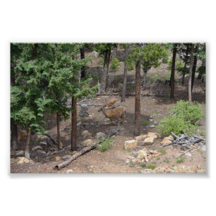 Mule Deer and Fawn Fotodruck