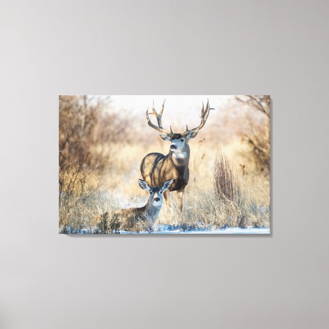 Mule Deer Buck and Doe Leinwanddruck (Vorderseite)