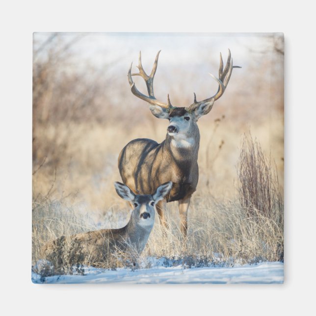 Mule Deer Buck and Doe Magnet (Vorne)