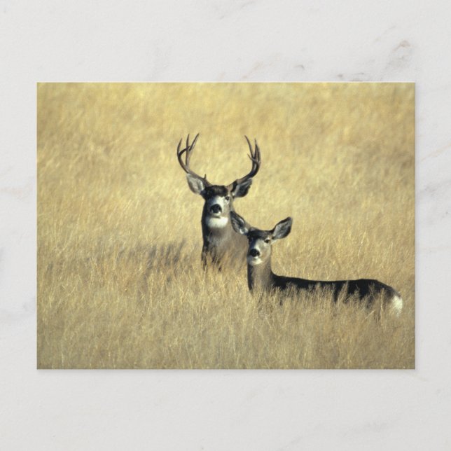Mule Deer Buck - Doe Postkarte (Vorderseite)