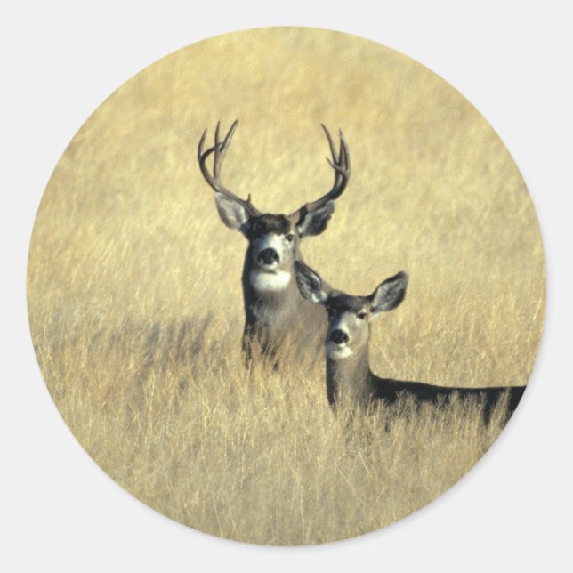 Mule Deer Buck - Doe Runder Aufkleber (Vorderseite)