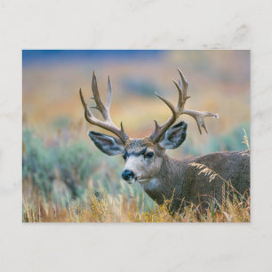 Mule Deer Buck   Grand Teton National Park Wyoming Postkarte