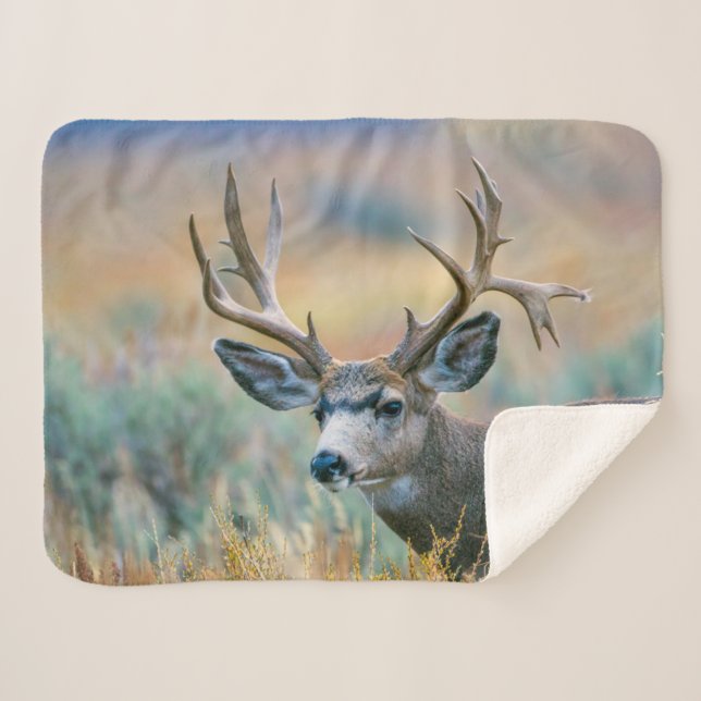Mule Deer Buck | Grand Teton National Park Wyoming Sherpadecke (Vorderseite (Horizontal))