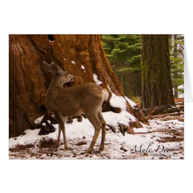 Mule Deer Card (Vorderseite (Horizontal))