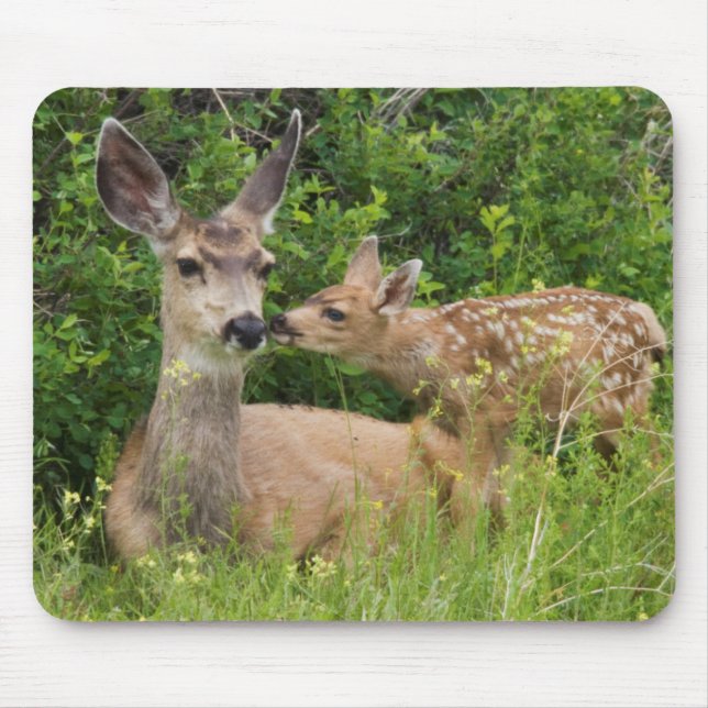 Mule Deer Doe with Fawn Mousepad (Vorne)