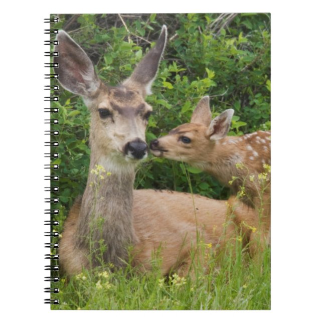 Mule Deer Doe with Fawn Notizblock (Vorderseite)