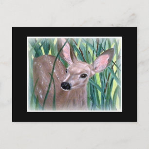 Mule Deer Fawn Postkarte