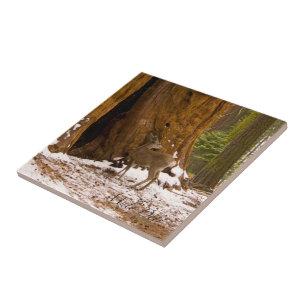 Mule Deer Fliese