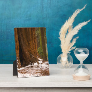 Mule Deer Fotoplatte